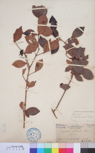 Specimen thumbnail